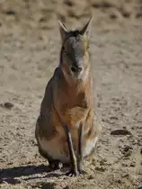 Ein Pampashase war Mitte Dezember 2010 im Zoo Madrid zu sehen.