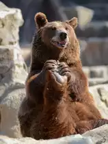 Dieser B�r g�nnt sich eine wohltuende Reflexzonenmassage. (Zoo Madrid, Dezember 2010)