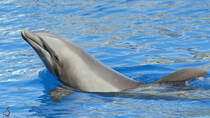 Ein Delfin Mitte Dezember 2010 im Zoo Madrid.