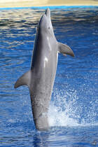 Ein Delfin Mitte Dezember 2010 im Zoo Madrid.
