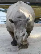 Dieses Nashorn war Mitte Dezember 2010 im Zoo Madrid zu sehen.