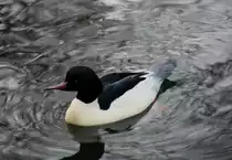 M�nnlicher G�nses�ger (Mergus merganser) am 7.12.2009 im Zoo Dresden.