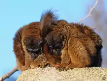 Eine kleine Kuscheleinheit bei den Vari´s im Zoo Madrid. (Dezember 2010)