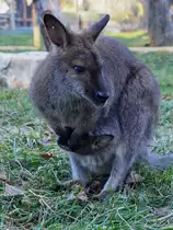 Nachwuchs bei den Schwarzpfoten-Felsk�ngurus, so gesehen Mitte Dezember 2010 im Zoo Madrid.