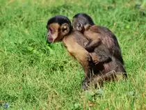 Diese beiden jungen �ffchen waren Mitte Dezember 2010 im Zoo Madrid zu sehen.