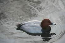 Mnnliche Tafelente (Aythya ferina) am 7.12.2009 im Zoo Dresden.