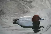 M�nnliche Tafelente (Aythya ferina) am 7.12.2009 im Zoo Dresden.