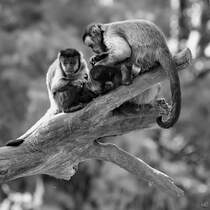 Kapuzinerffchen bei der Fellpflege. (Zoo Madrid, Dezember 2010)