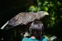 Ein Adler wartet auf seinen Einsatz w�hrend der nun folgenden Flugvorf�hrung. (Zoo Madrid, Dezember 2010)