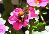 Hummel auf Petuniabl�te im Blumenkasten - 13.06.2021