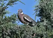 Taube mit  b�sem Blick  im Baumge�st - 14.08.2021