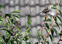 Zwei Spatzen im Ge�st eines Busches - 14.08.2021