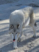 Ein Wolf in seinem Revier. (Zoo Madrid, Dezember 2010)