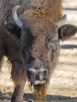 Ein Bison im Portrait. (Zoo Madrid, Dezember 2010)