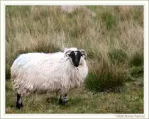 Schaf in Irland - Fotografiert im County Cork. Kann mir jemand sagen, um welche Schafsrasse es sich handelt?