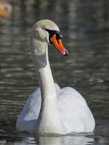 Ein stolzer Schwan im Zoo Madrid, so gesehen Mitte Dezember 2010.