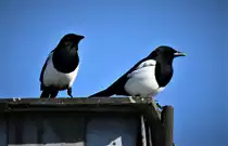 ELSTER-P�RCHEN AUF HAUSKAMIN
Das schwarz-wei�e Elsterpaar konnte ich am 9.10.21 auf einem Hauskamin in Dillenburg erwischen.....