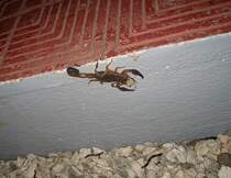 Von diesmal 5 gesichteten Skorpionen der grsste (12-15 cm), Costa Rica, 05. Jan. 2010, 20:47