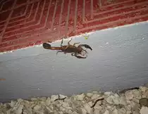 Von diesmal 5 gesichteten Skorpionen der gr�sste (12-15 cm), Costa Rica, 05. Jan. 2010, 20:47