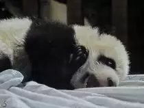 Eines der beiden Panda-Nachwuchstiere im Zoo Madrid. (Dezember 2010)