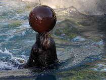 Ein geschickter Seelwe beim Wasserball spielen. (Zoo Madrid, Dezember 2010)