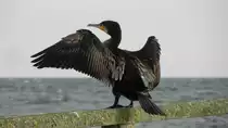 Ein Kormoran trocknet seine Fl�gel. Am 01.10.21 im Hafen von Sassnitz (MV).