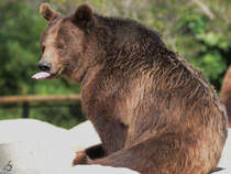 Mitte Dezember 2010 war im Zoo Madrid dieser Braunbr zu sehen.