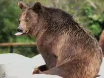 Mitte Dezember 2010 war im Zoo Madrid dieser Braunb�r zu sehen.