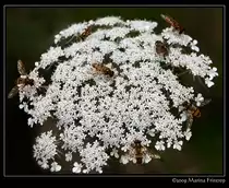 Schwebfliegen auch Stehfliegen oder Schwirrfliegen (Syrphidae)
