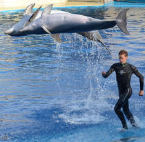 Die Delfin-Show im Zoo Madrid. (Dezember 2010)
