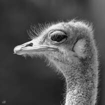Ein Nandu im Portrait. (Zoo Madrid, Dezember 2010)