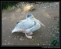 Pelikan - Rtelpelikan auch Rotrckenpelikan (Pelecanus rufescens) - Fotografiert im Duisburger Zoo.
Vielen Dank an Gilbert fr die Bestimmung.