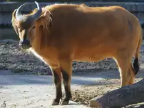 Ein Afrikanischer Waldb�ffel war Mitte Dezember 2010 im Zoo Madrid zu sehen.