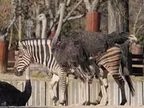 Strau�e und Zebras auf der Afrikaanlage im Zoo Madrid. (Dezember 2010)