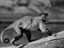 Ein kleines Kapuziner�ffchen Mitte Dezember 2010 im Zoo Madrid.