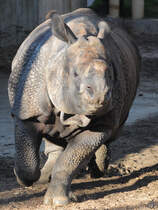Etwas Bewegung bei den ansonsten recht trgen Panzernashrnern. (Zoo Madrid, Dezember 2010)