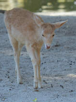 Ein junger weier Hirsch Mitte Dezember 2010 im Zoo Madrid.