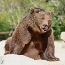 Ein Braunb�r im Zoo Madrid. (Dezember 2010)