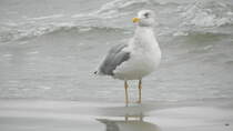 Die Silbermwe (Larus Argentatus) am 03.10.21 am Strand von Binz auf Rgen.