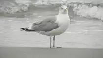 Die Silberm�we (Larus Argentatus) am 03.10.21 am Strand von Binz auf R�gen.
