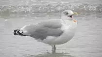 Die Silberm�we (Larus Argentatus) am 03.10.21 am Strand von Binz auf R�gen.
