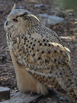 Ein Uhu im Zoo Madrid. (Dezember 2010)