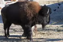 Mitte Dezember 2010 konnte ich im Zoo Madrid diesen B�ffel ablichten.