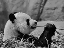 Ein Panda bei seiner Lieblingsbesch�ftigung. (Zoo Madrid, Dezember 2010)