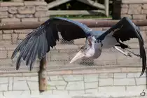Eine fliegender Marabu w�hrend der Vorf�hrung im Zoo Madrid. (Dezember 2010)