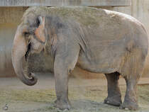 Ein mit Heu bedeckter Elefant war im Dezember 2010 im Zoo Madrid zu sehen.