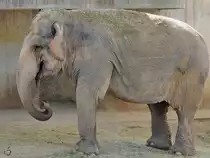 Ein mit Heu bedeckter Elefant war im Dezember 2010 im Zoo Madrid zu sehen.