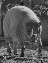 Ein Hirscheber war Mitte Dezember 2010 im Zoo Madrid zu sehen.