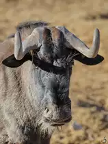 Ein Wei�schwanzgnu im Portrait. (Zoo Madrid, Dezember 2010)