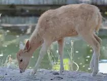 Ein Wei�er Hirsch war im Dezember 2010 im Zoo Madrid zugegen.